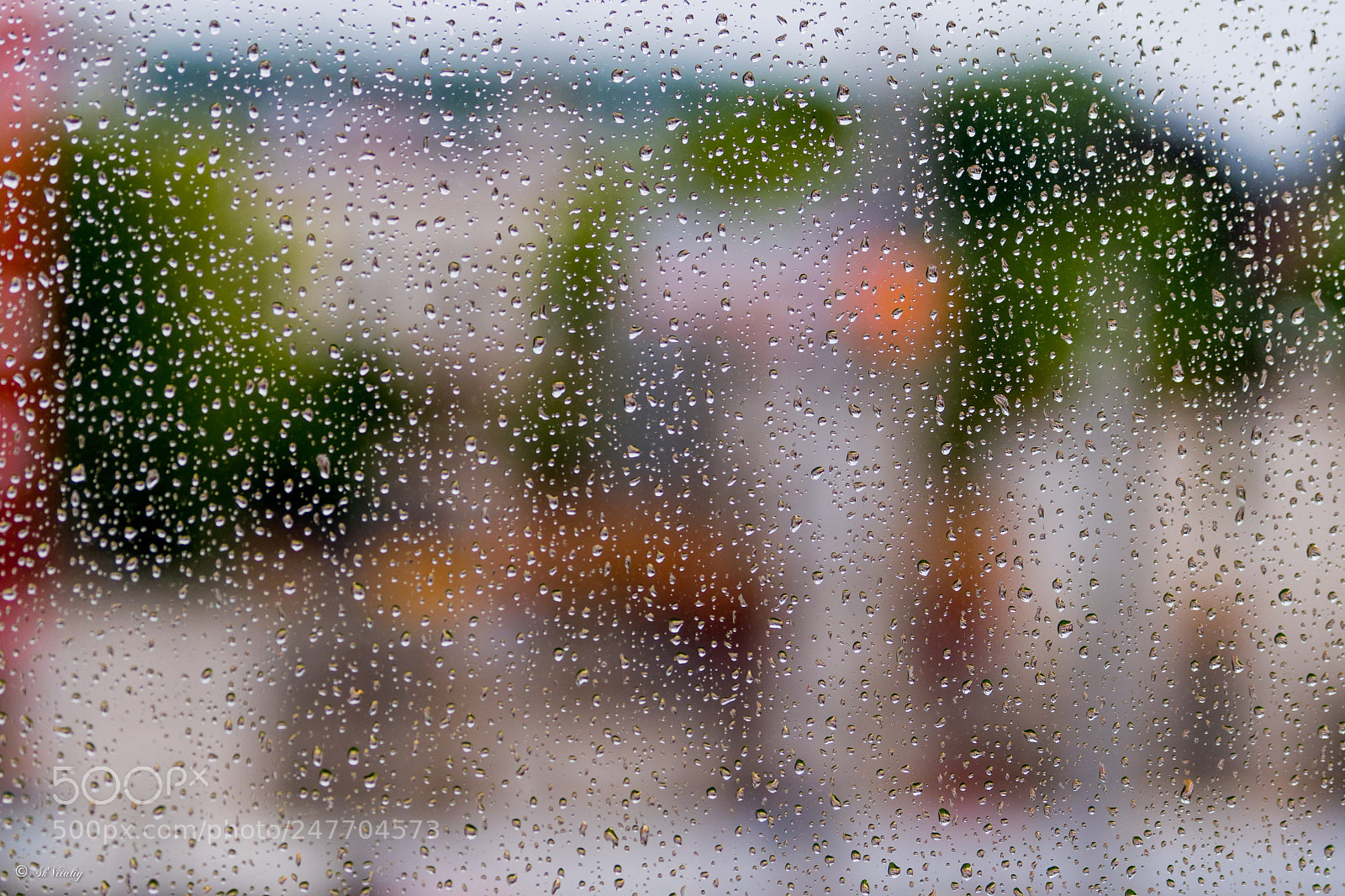 Nikon D500 sample photo. When it s rain photography