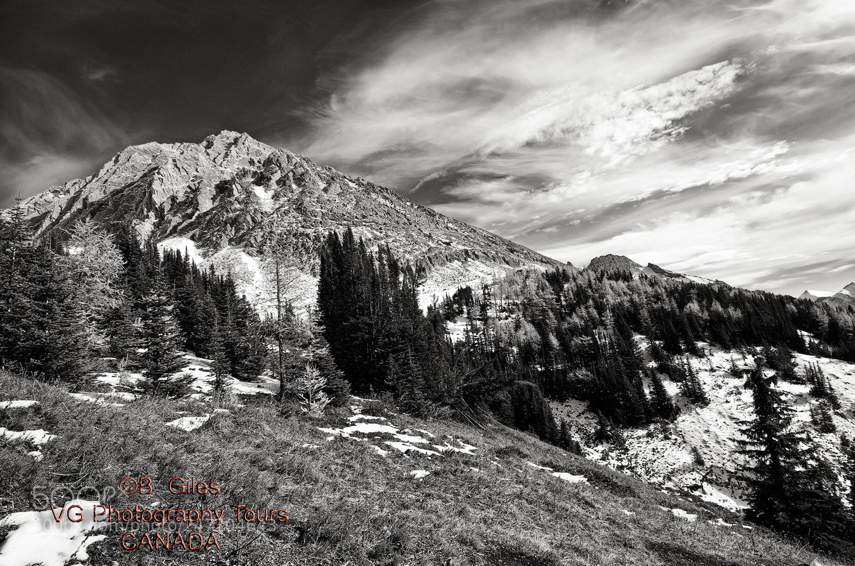 Pentax K-5 IIs sample photo. Tree line photography