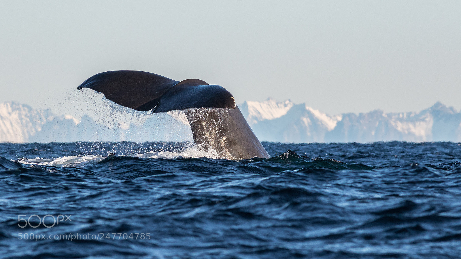Canon EOS 7D Mark II sample photo. Sperm whale photography