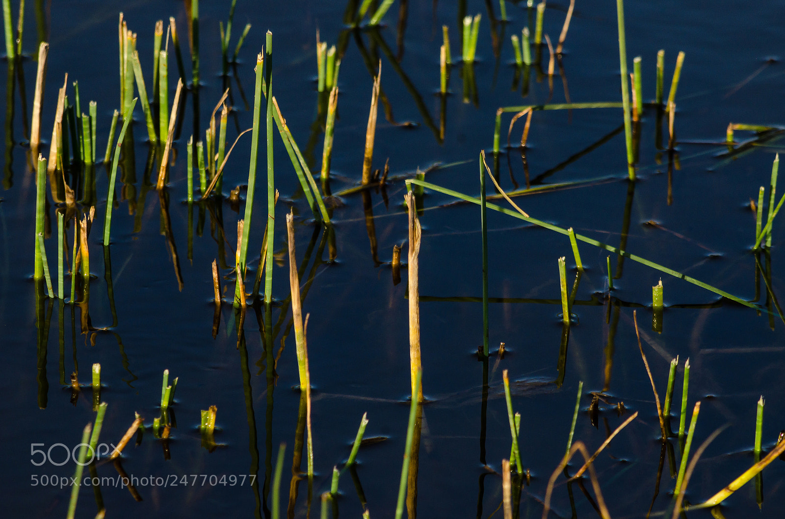 Nikon D5100 sample photo. Wetlands photography