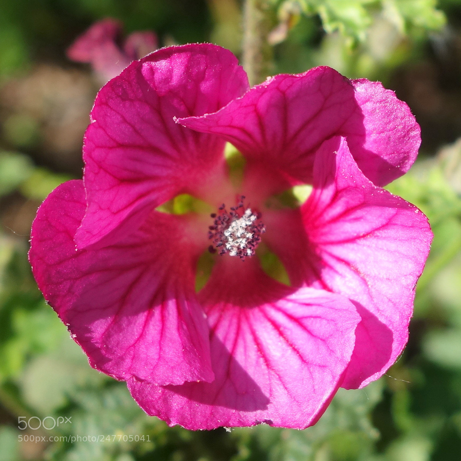 Sony Cyber-shot DSC-RX100 II sample photo. () cvp lot photography