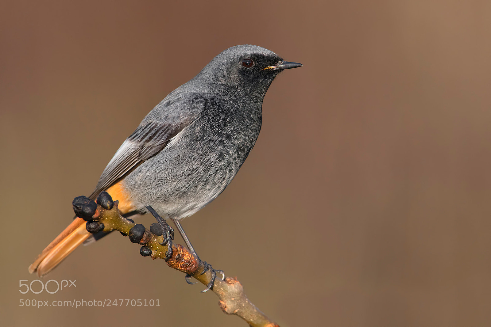 Nikon D850 sample photo. Black redstart photography