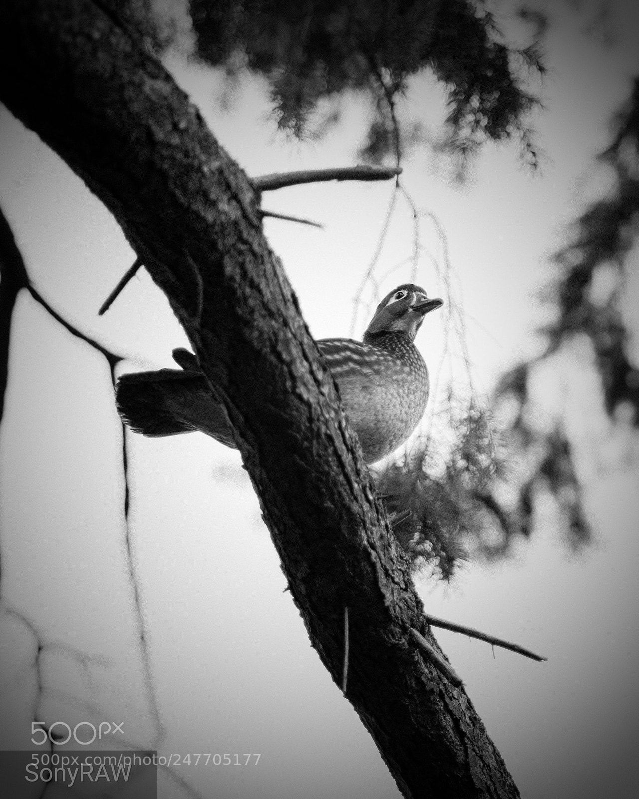 Sony a6500 sample photo. Lookout photography