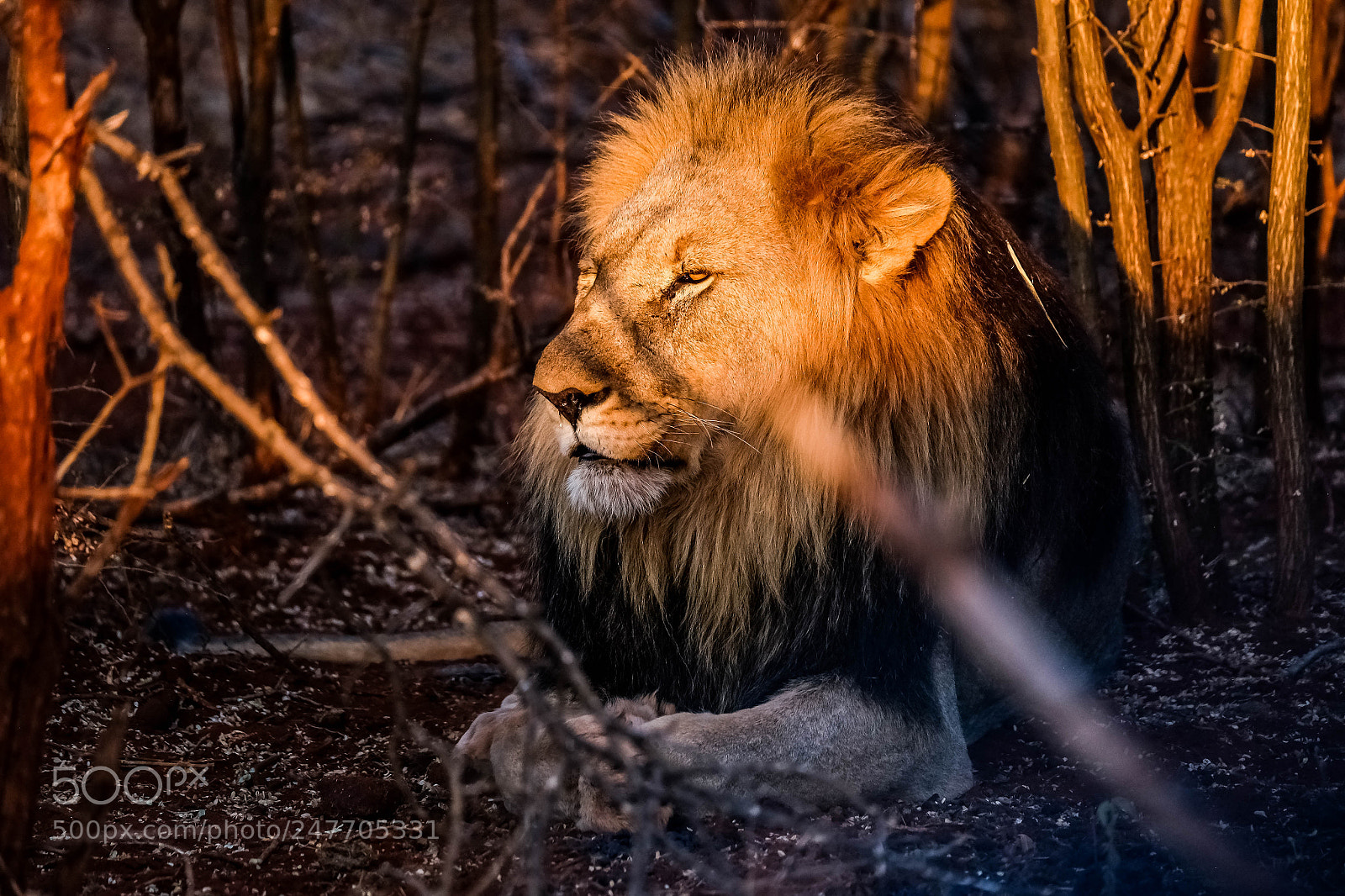 Fujifilm X-T1 sample photo. Golden lion photography