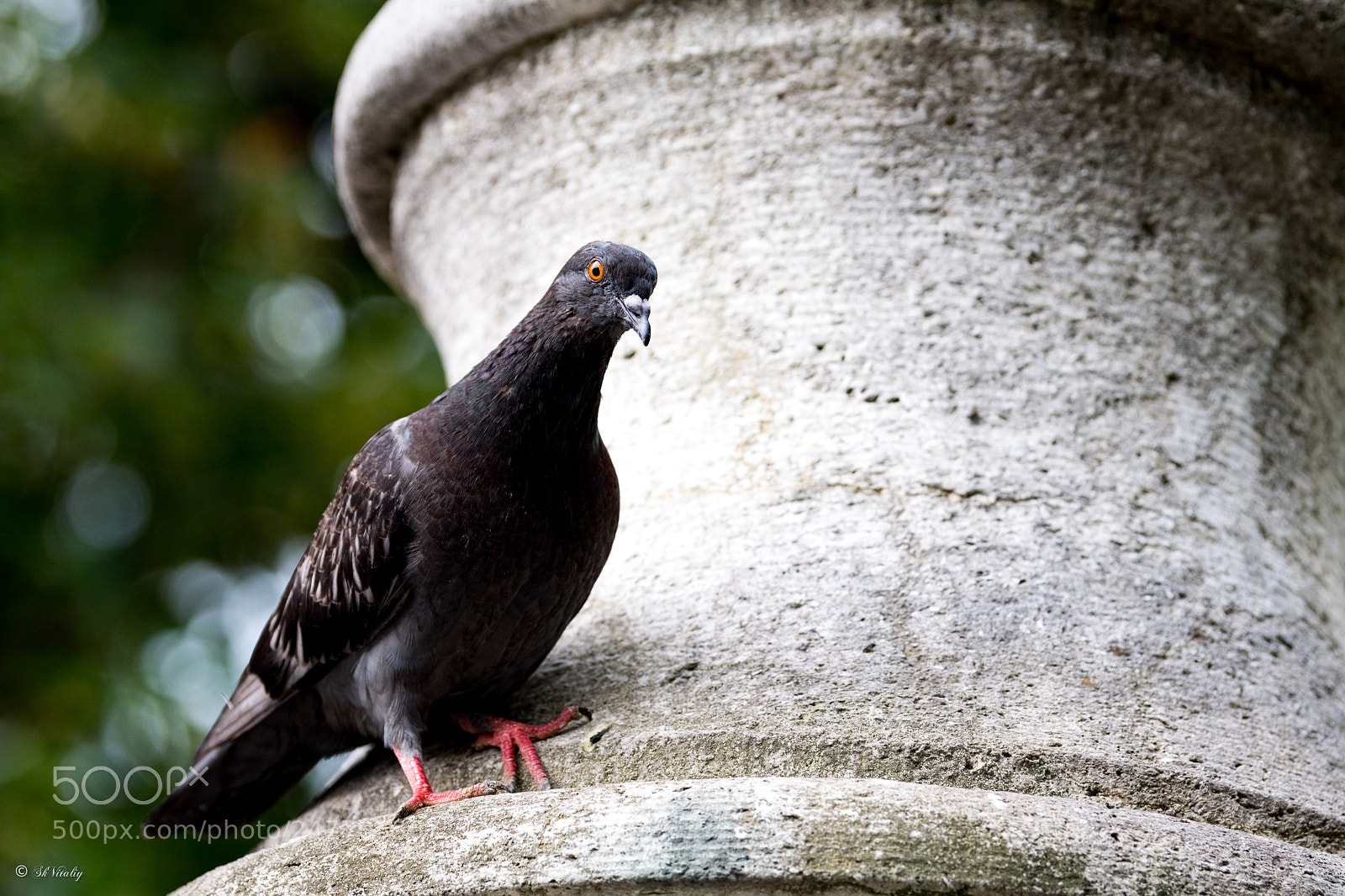 Nikon D500 sample photo. Swiss. zurich. took this photography