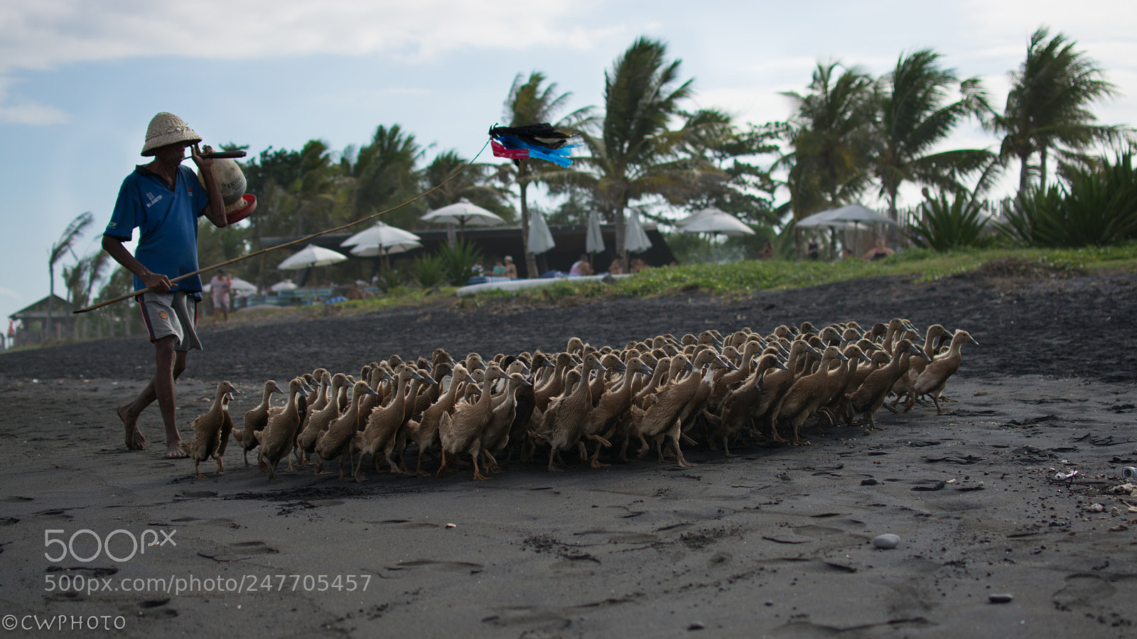Nikon D7100 sample photo. Duck farmer photography