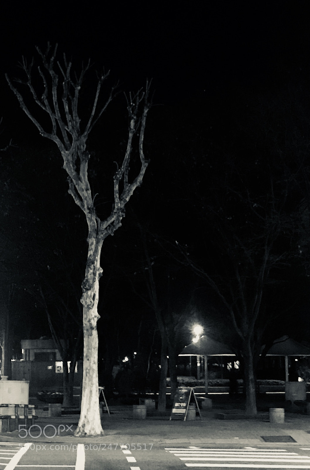 Apple iPhone 7 sample photo. Tree photography