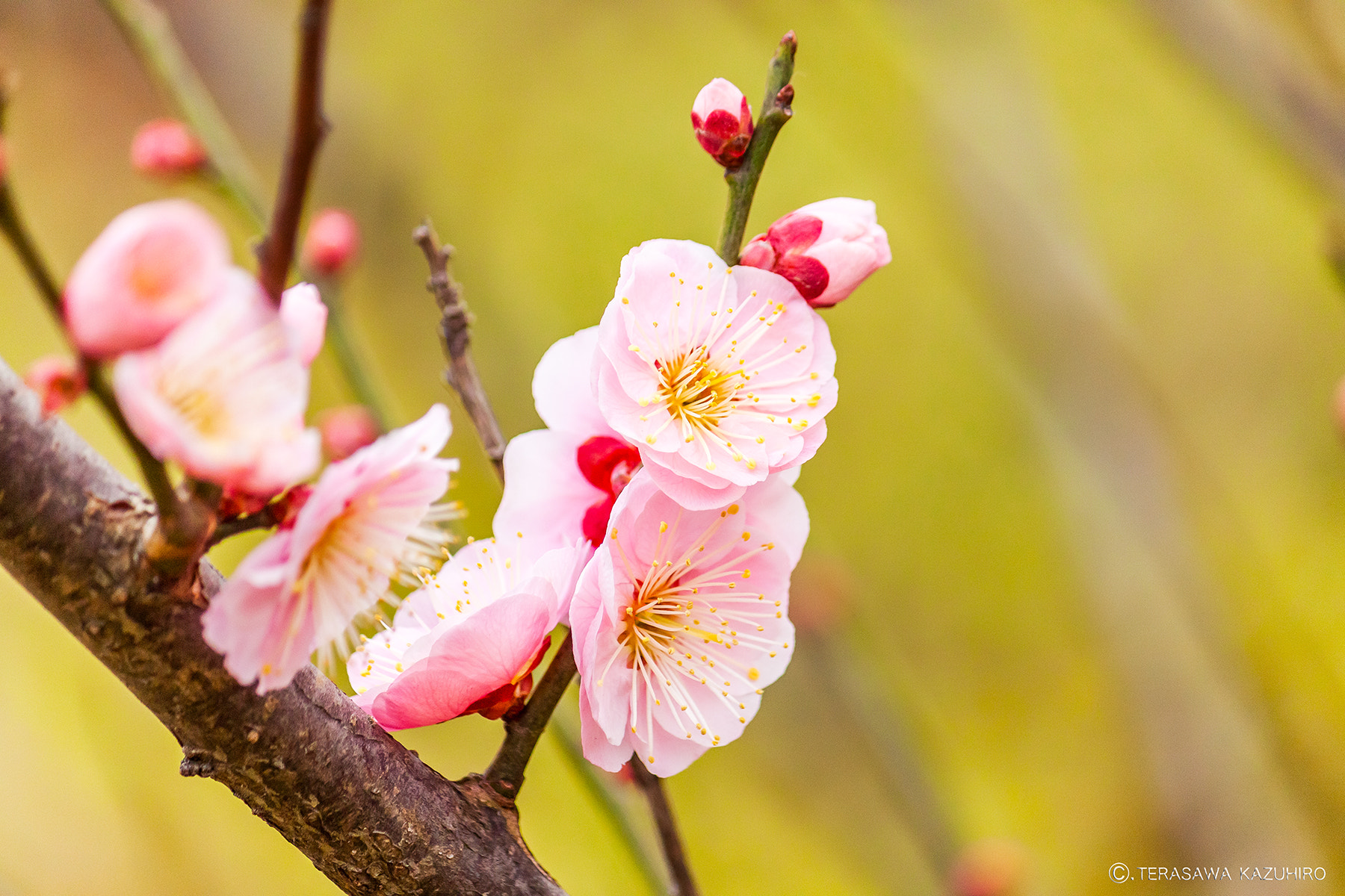 Canon EOS 500D (EOS Rebel T1i / EOS Kiss X3) sample photo. Plum blossoms photography