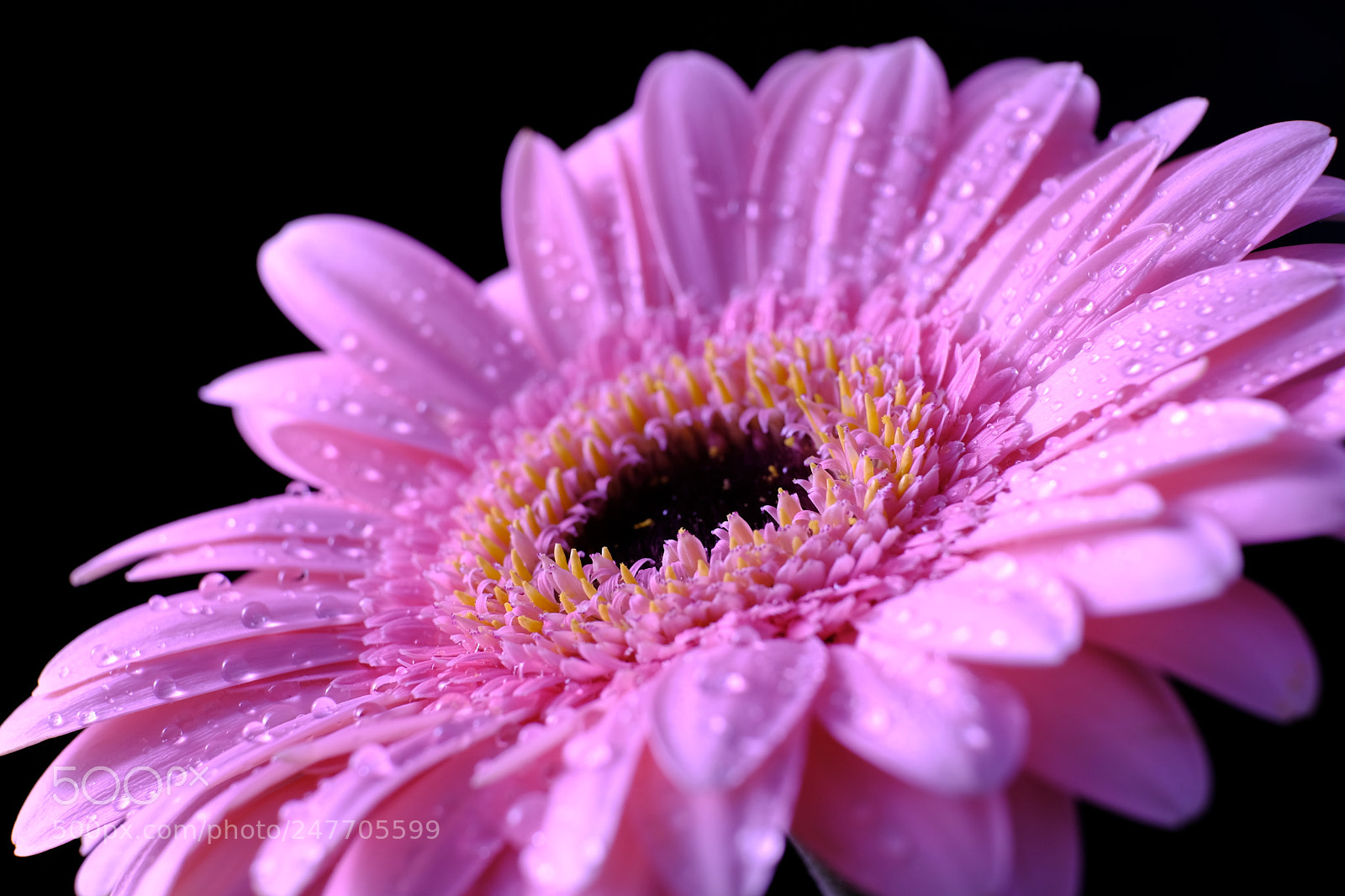Fujifilm X-T2 sample photo. Blumen photography