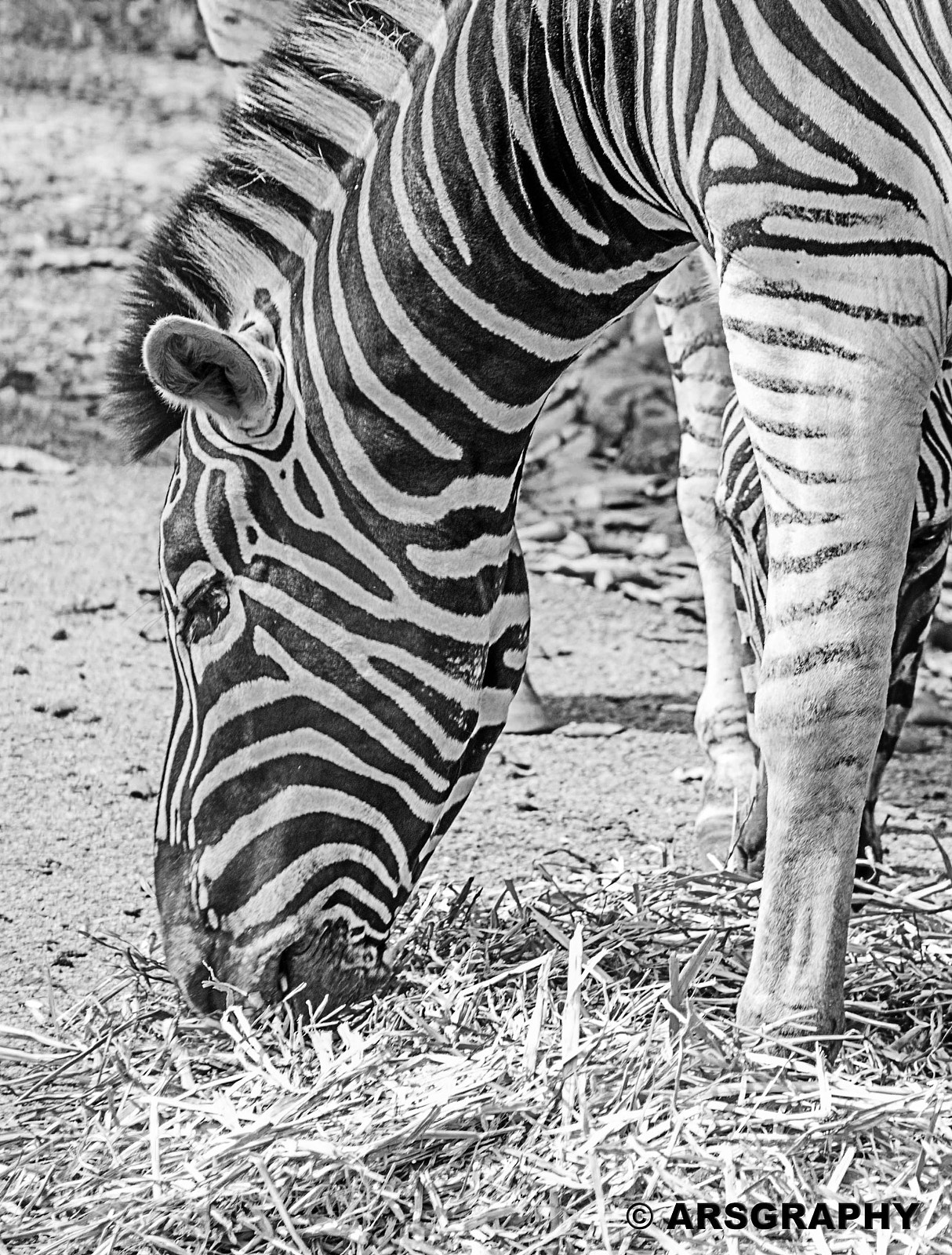 Canon EOS 600D (Rebel EOS T3i / EOS Kiss X5) sample photo. Zebra photography