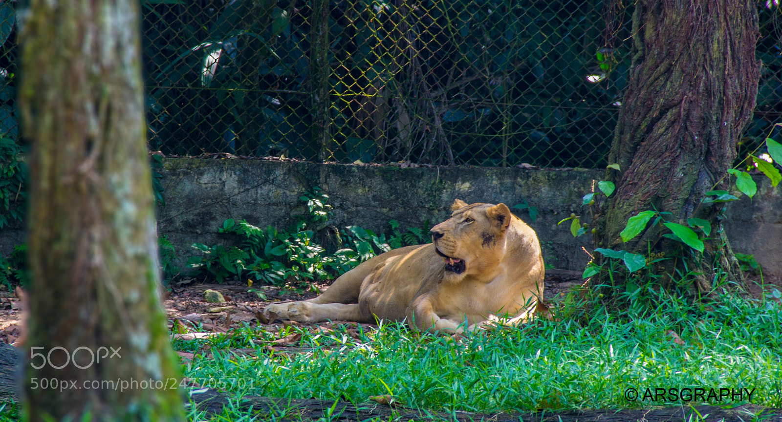 Canon EOS 600D (Rebel EOS T3i / EOS Kiss X5) sample photo. Lionness photography