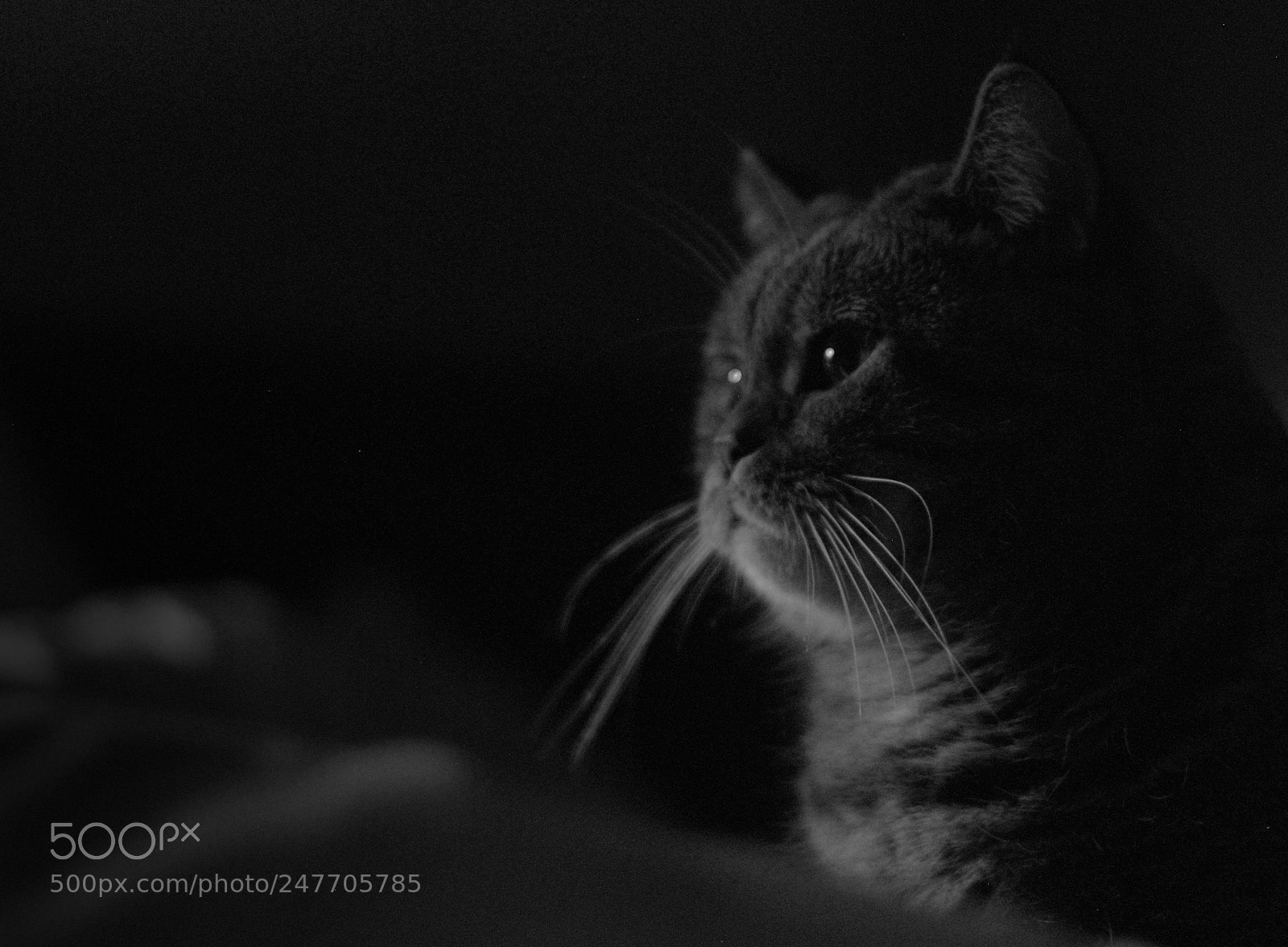 Nikon D40X sample photo. Night cat photography