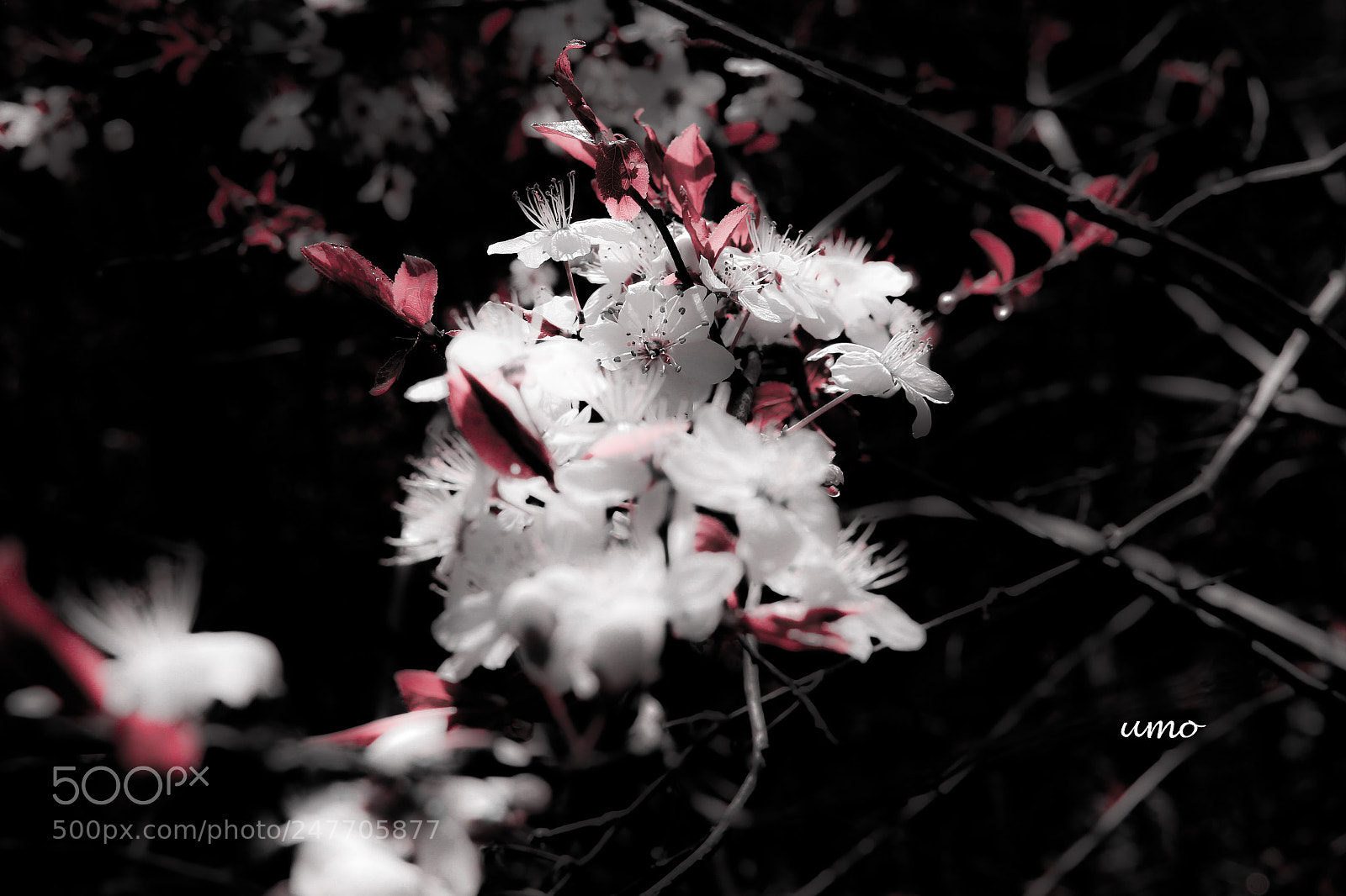 Canon EOS 700D (EOS Rebel T5i / EOS Kiss X7i) sample photo. Spring is here photography
