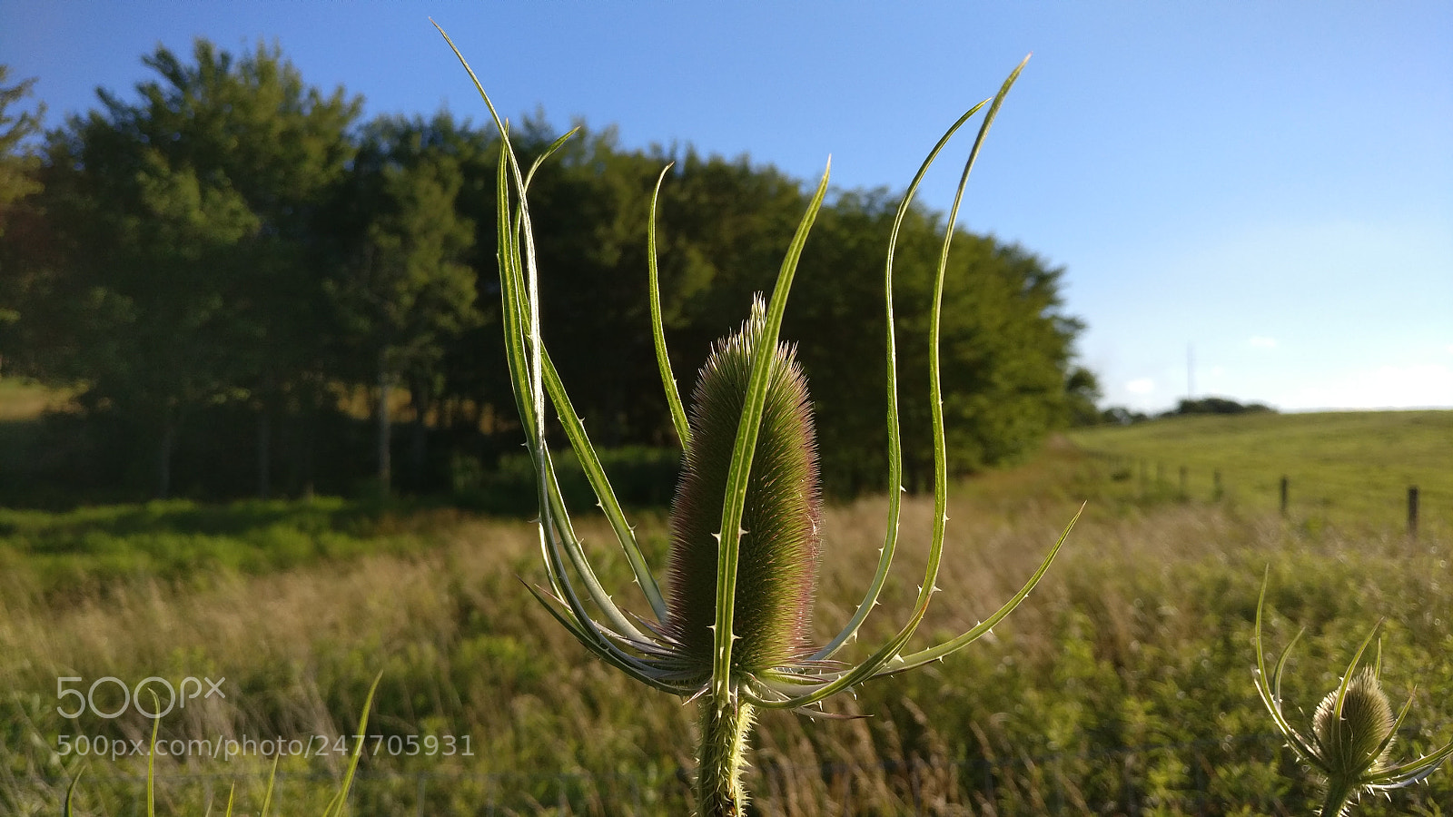 OnePlus A3000 sample photo. Teasel photography