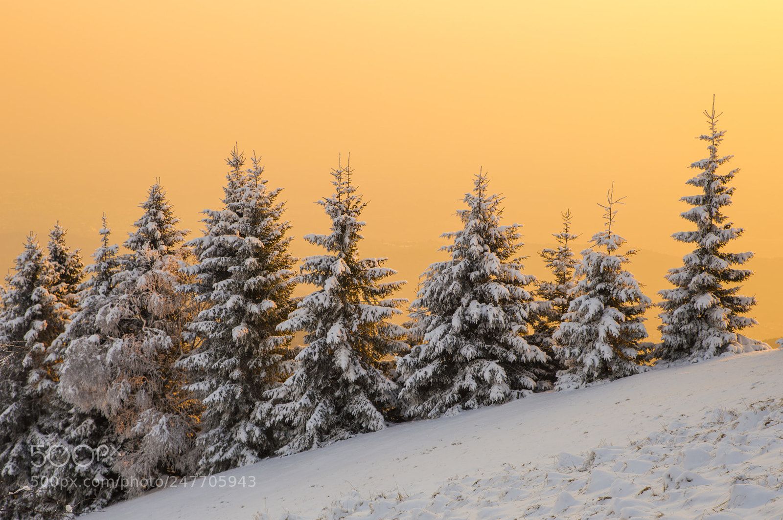 Nikon D3200 sample photo. Snowy pines photography