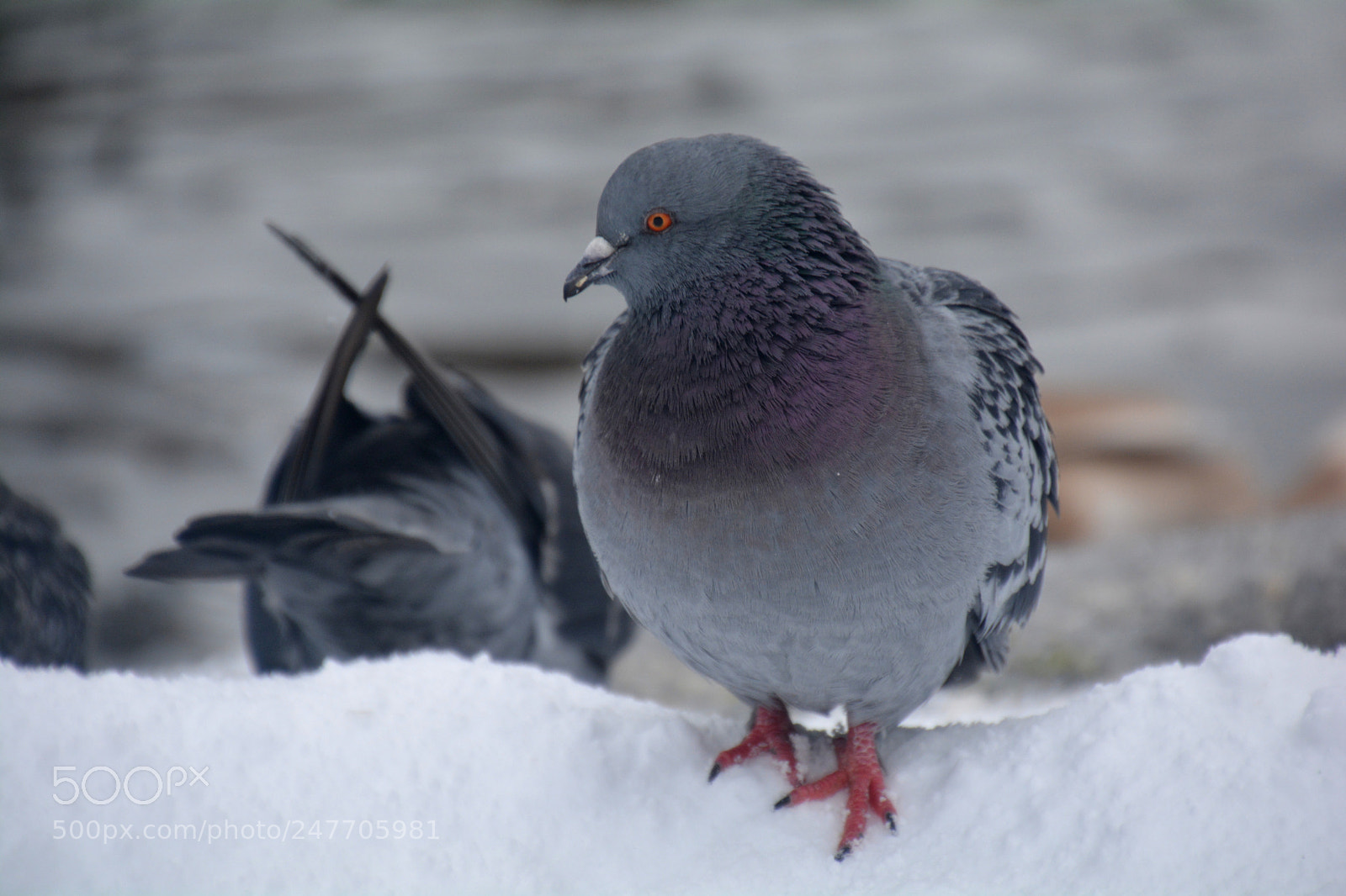 Nikon D5200 sample photo. Bird 1 photography