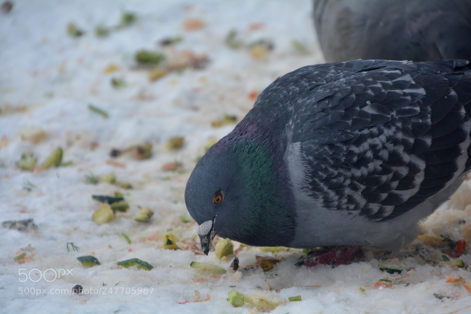 Nikon D5200 sample photo. Bird 2 photography