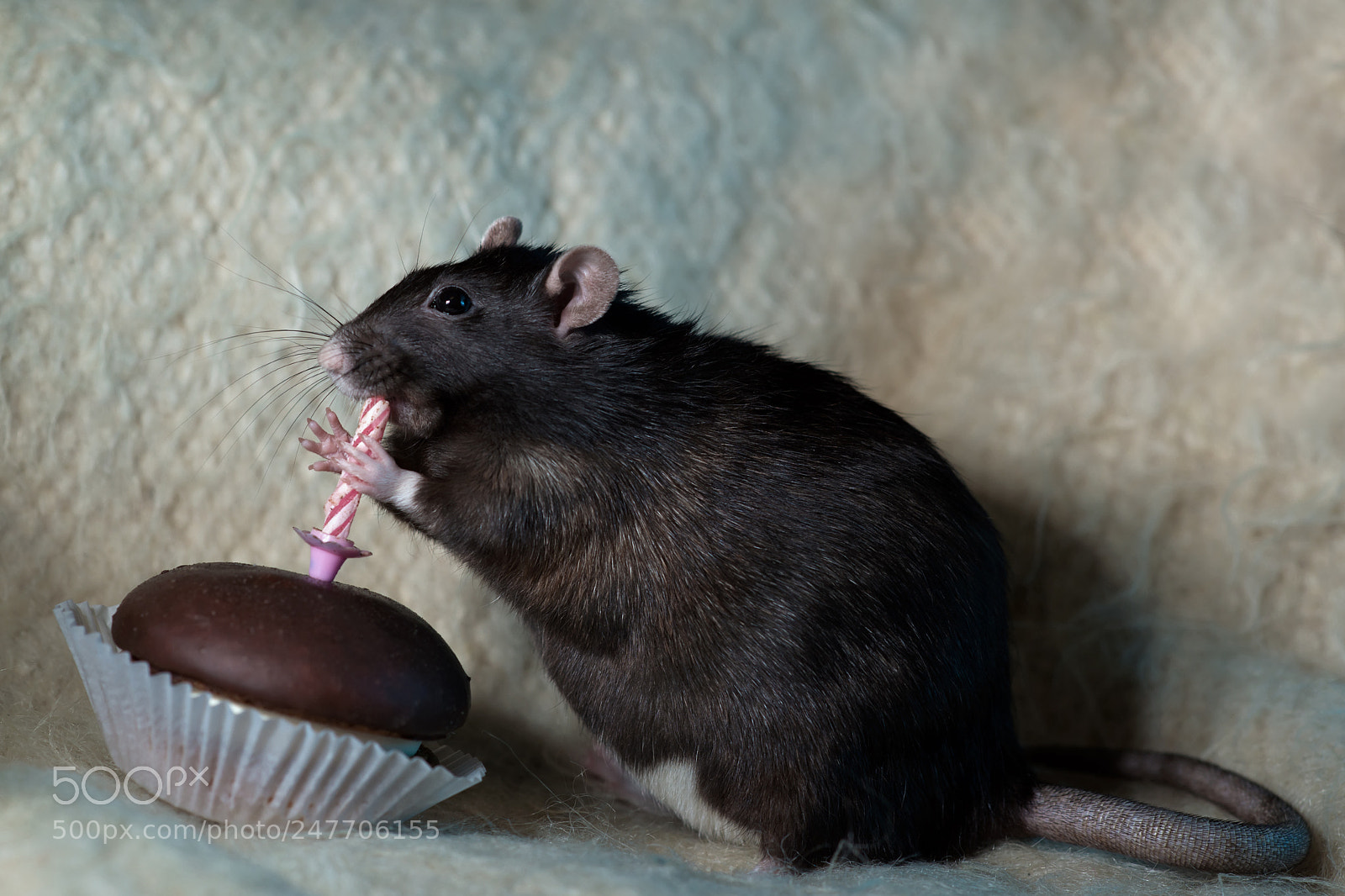 Nikon D600 sample photo. Rat is cake photography