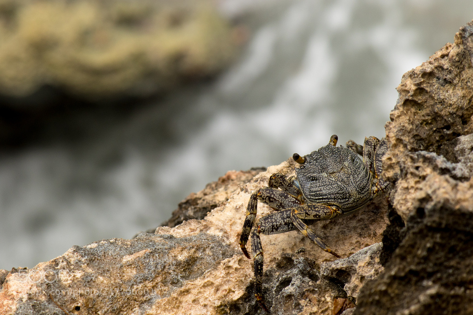 Canon EOS 7D Mark II sample photo. Crabby photography