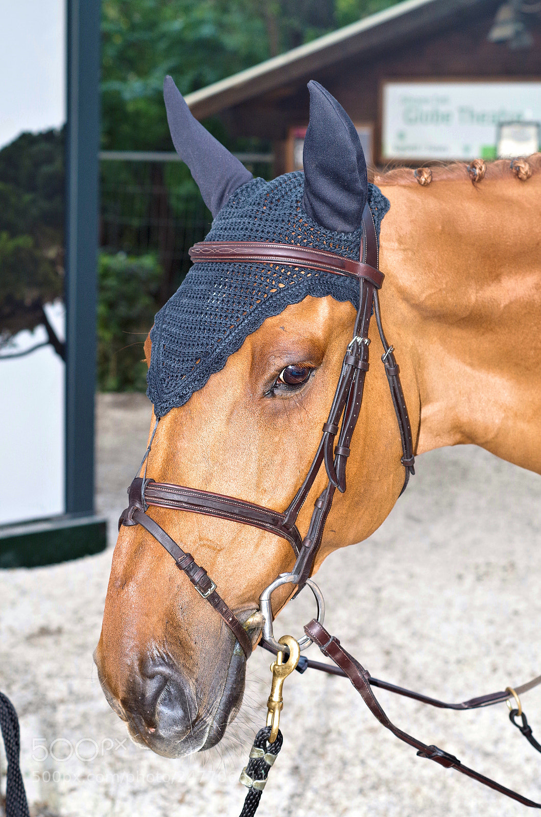 Pentax K-500 sample photo. Horse head with mask photography