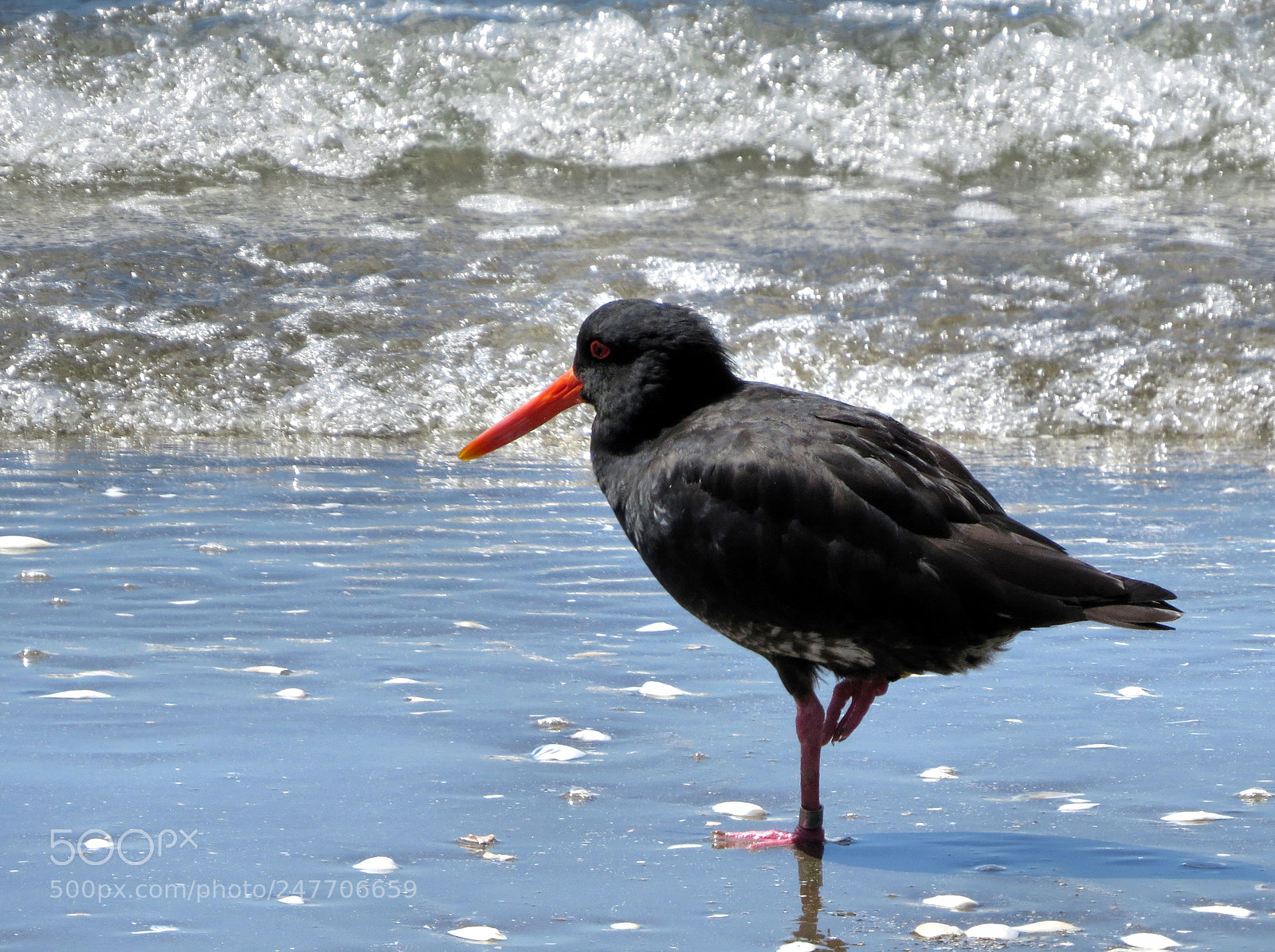 Canon PowerShot SX50 HS sample photo. Varialble oystercatcher photography