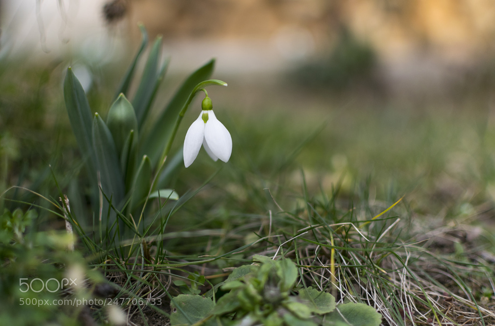 Nikon D3300 sample photo. Beautiful spring snowdrops. selective photography