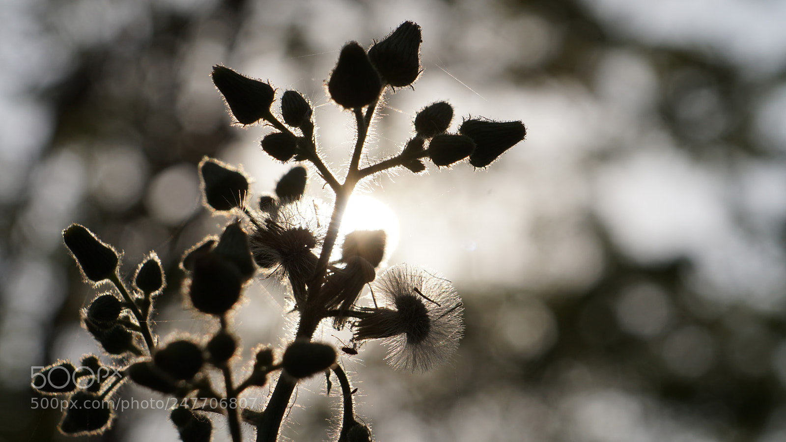 Sony a6300 sample photo. End of winter photography