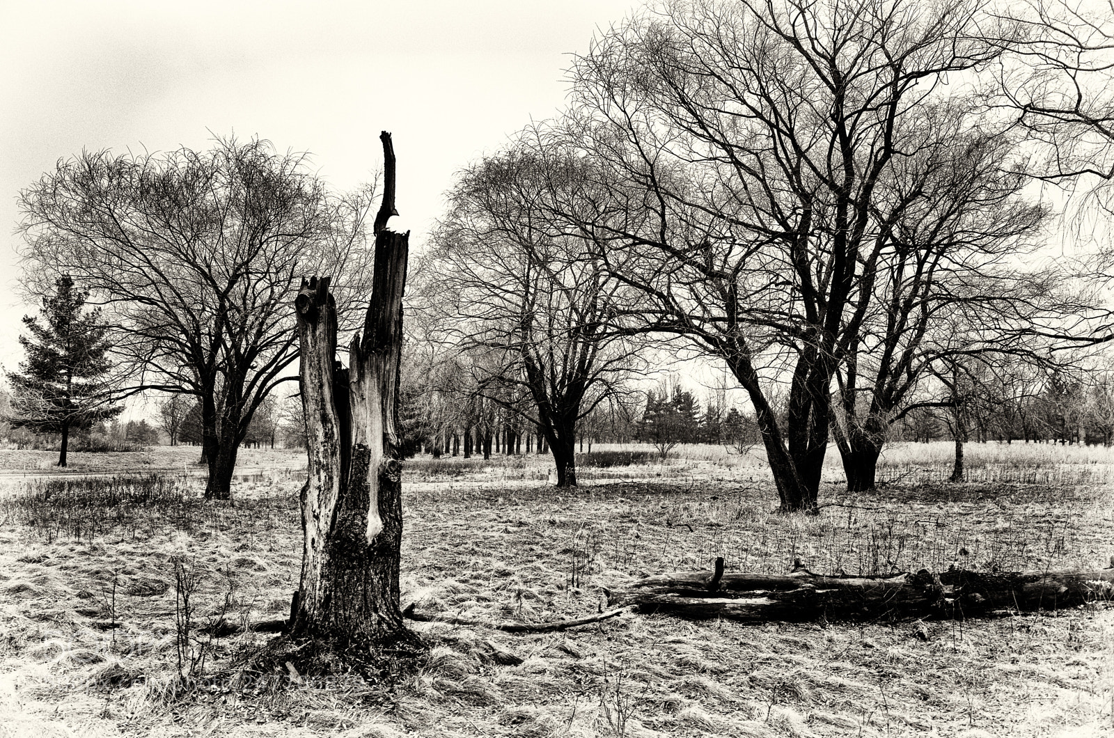 Ricoh GR sample photo. Acacia photography