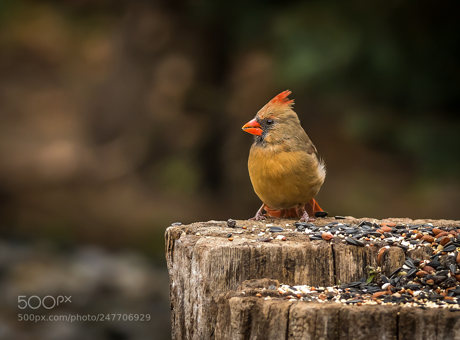 Nikon D500 sample photo. Female northern cardinal photography