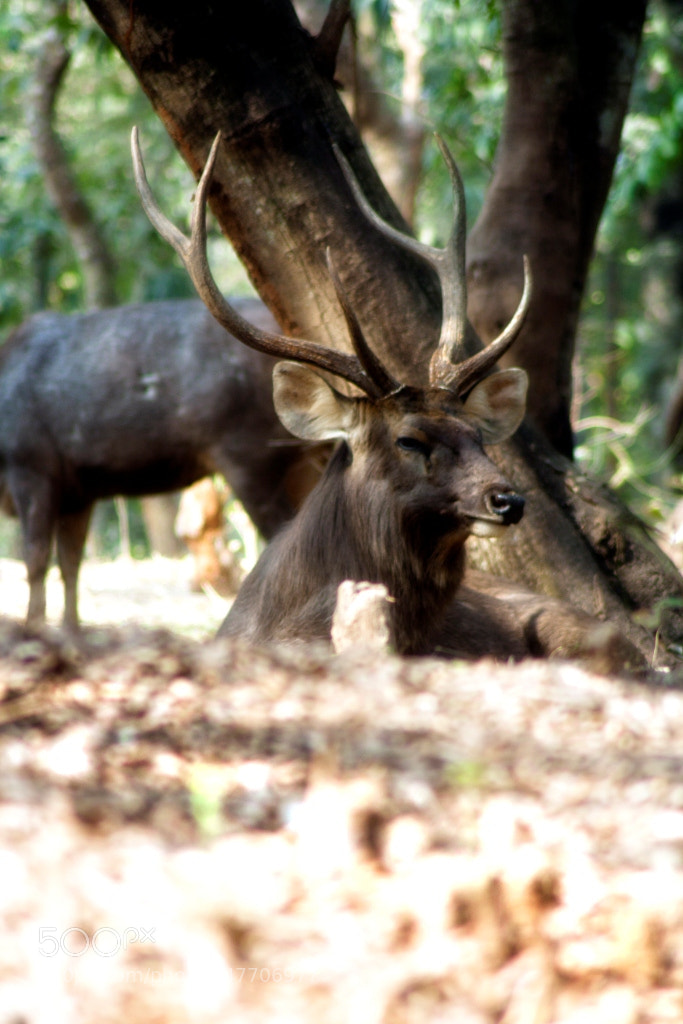 Canon EOS 1000D (EOS Digital Rebel XS / EOS Kiss F) sample photo. Sambar deer photography