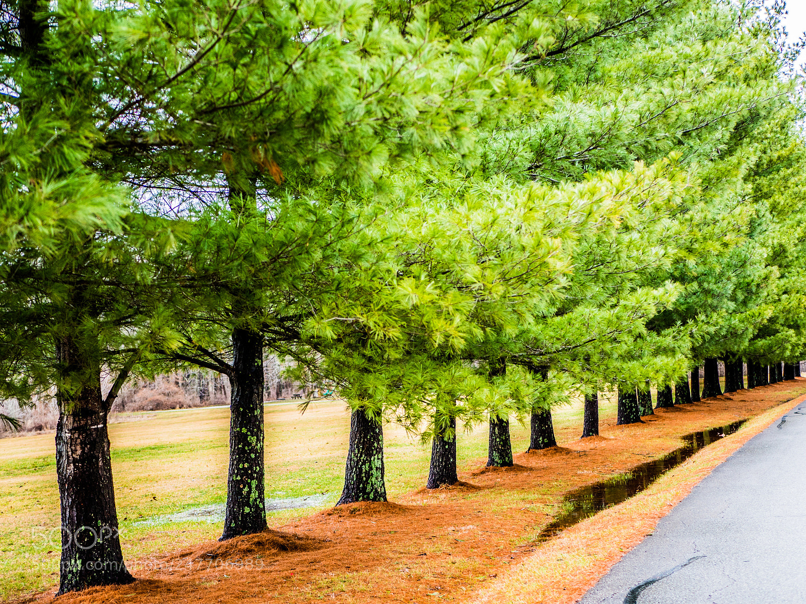 Panasonic Lumix DMC-GH4 sample photo. Trees in line photography