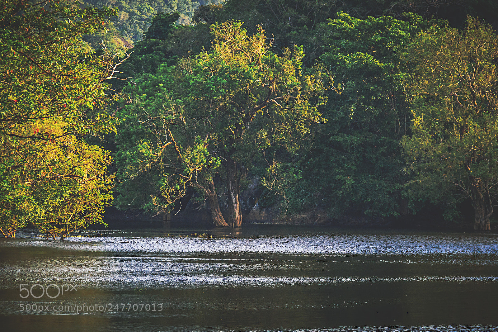 Canon EOS 600D (Rebel EOS T3i / EOS Kiss X5) sample photo. The kaludiya pokuna forest photography