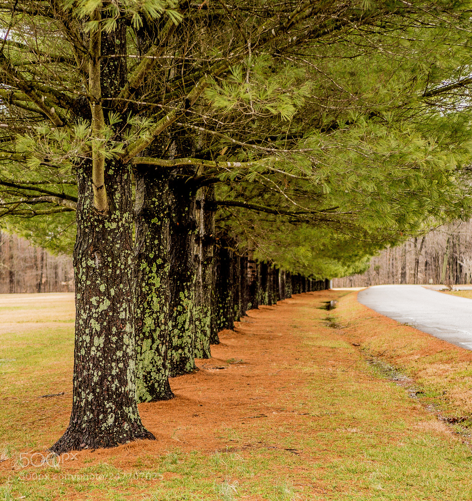 Panasonic Lumix DMC-GH4 sample photo. Trees in line photography