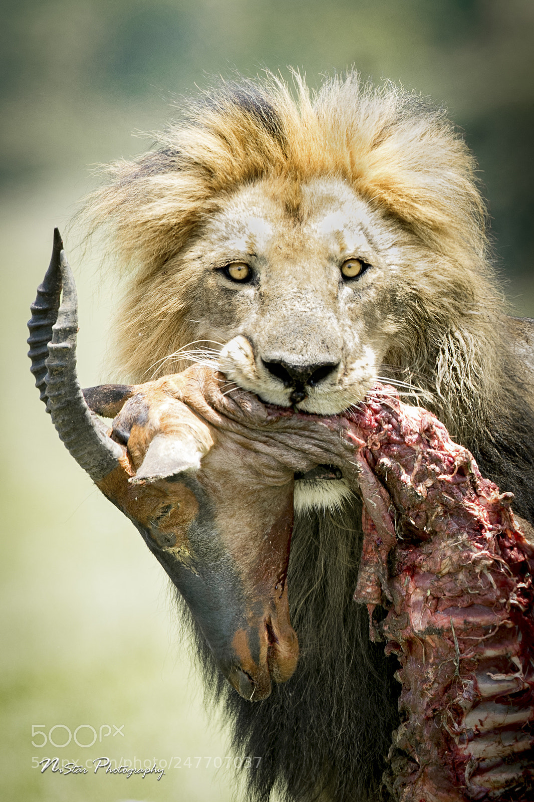 Nikon D5 sample photo. Lion king! photography