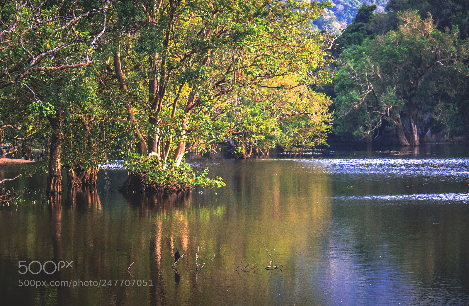 Canon EOS 600D (Rebel EOS T3i / EOS Kiss X5) sample photo. The kaludiya pokuna forest photography