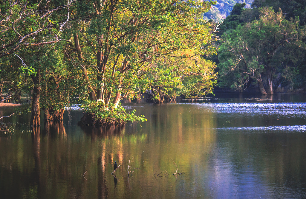 The Kaludiya Pokuna Forest, Sri Lanka #26 by Son of the Morning Light on 500px.com