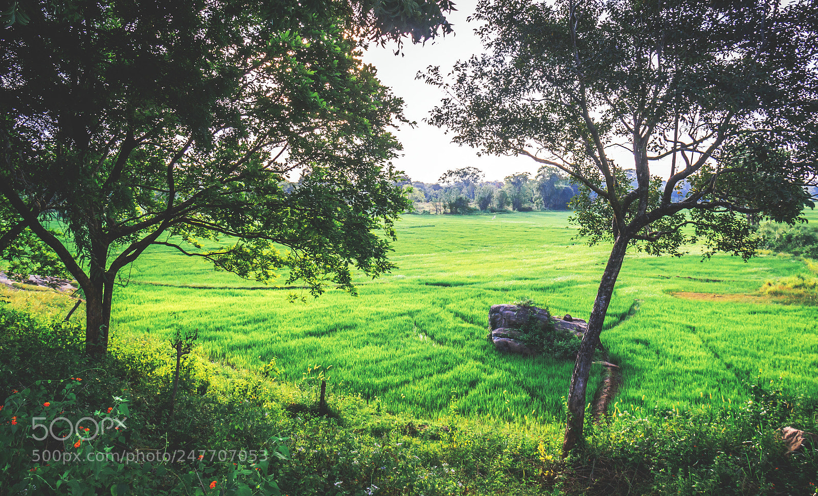 Canon EOS 600D (Rebel EOS T3i / EOS Kiss X5) sample photo. Paddy fields, dambulla, sri photography