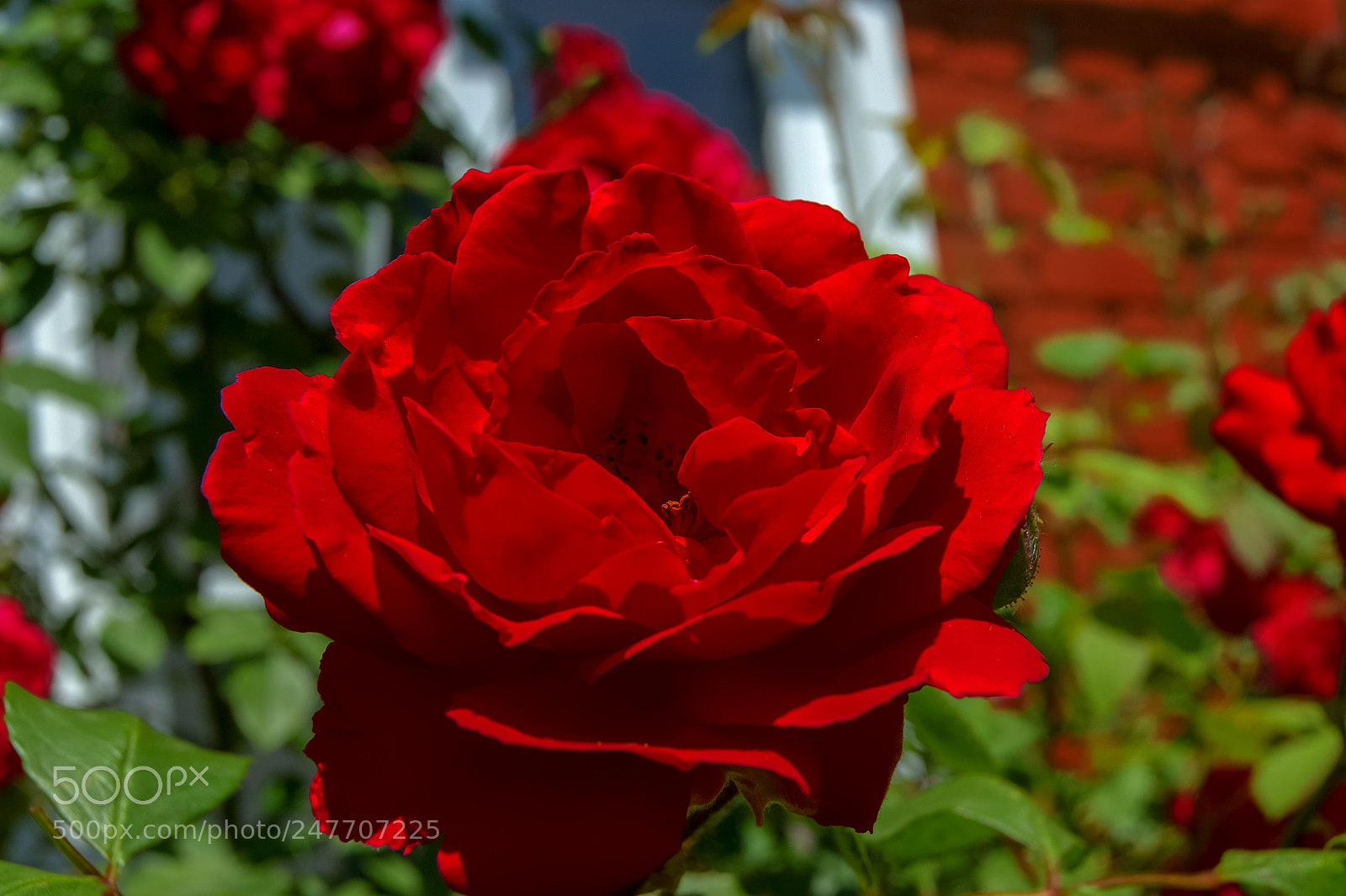 Sony Alpha DSLR-A290 sample photo. May rose photography