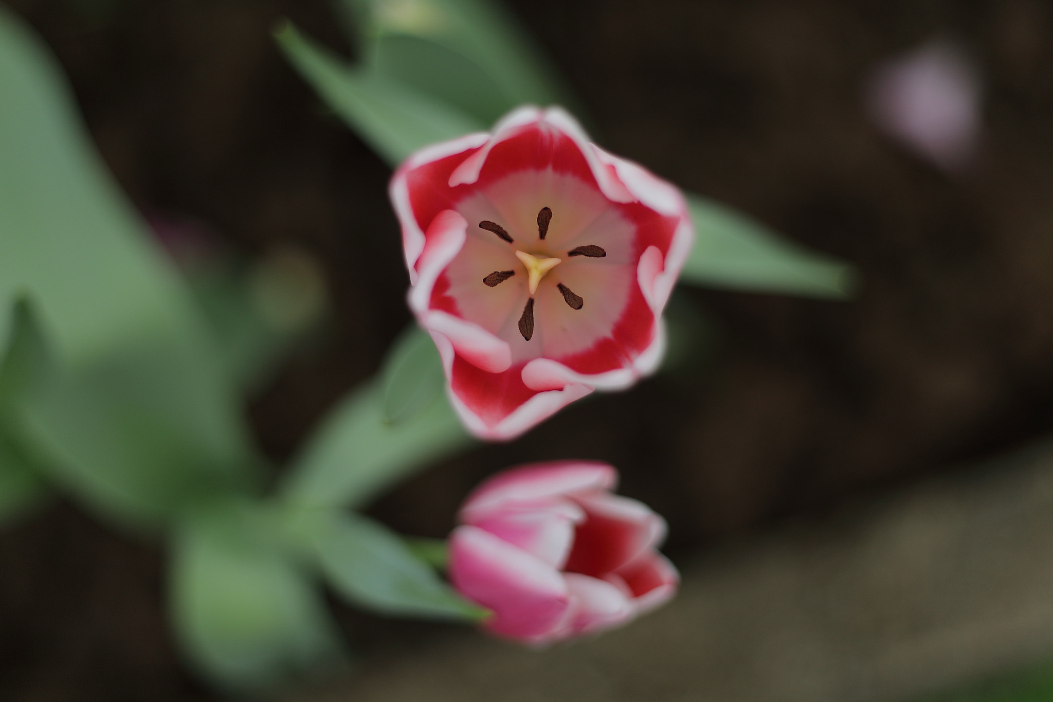 Canon EF 50mm f/1.8 sample photo. Tulips photography