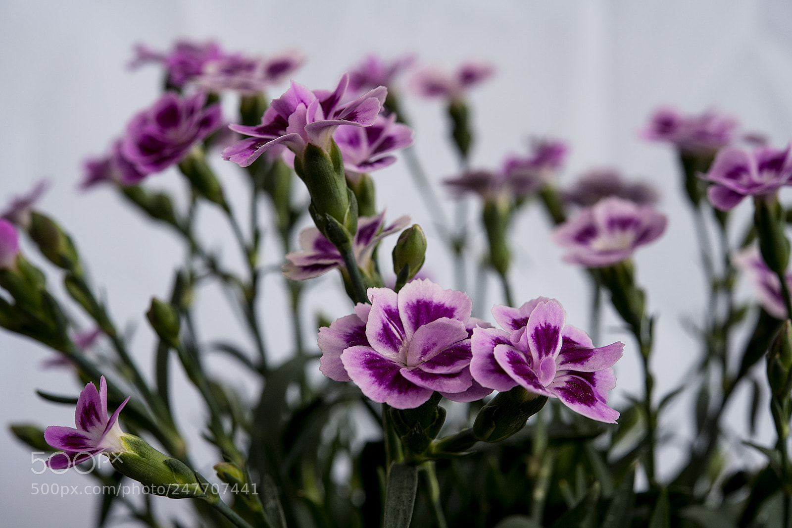 Nikon D850 sample photo. Mini claveles photography