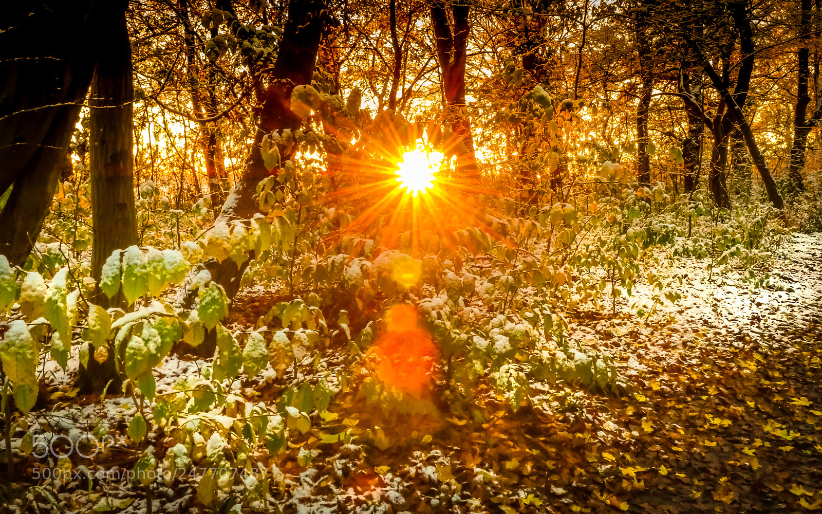 Canon EOS 80D sample photo. Wintersun photography