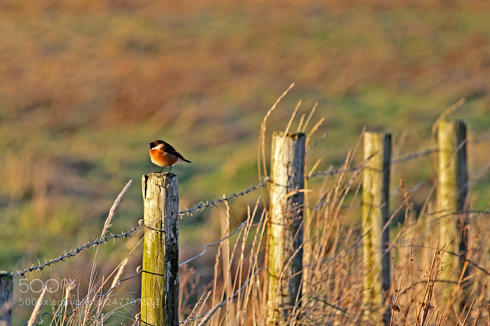 Canon EOS 7D sample photo. Stonechat photography
