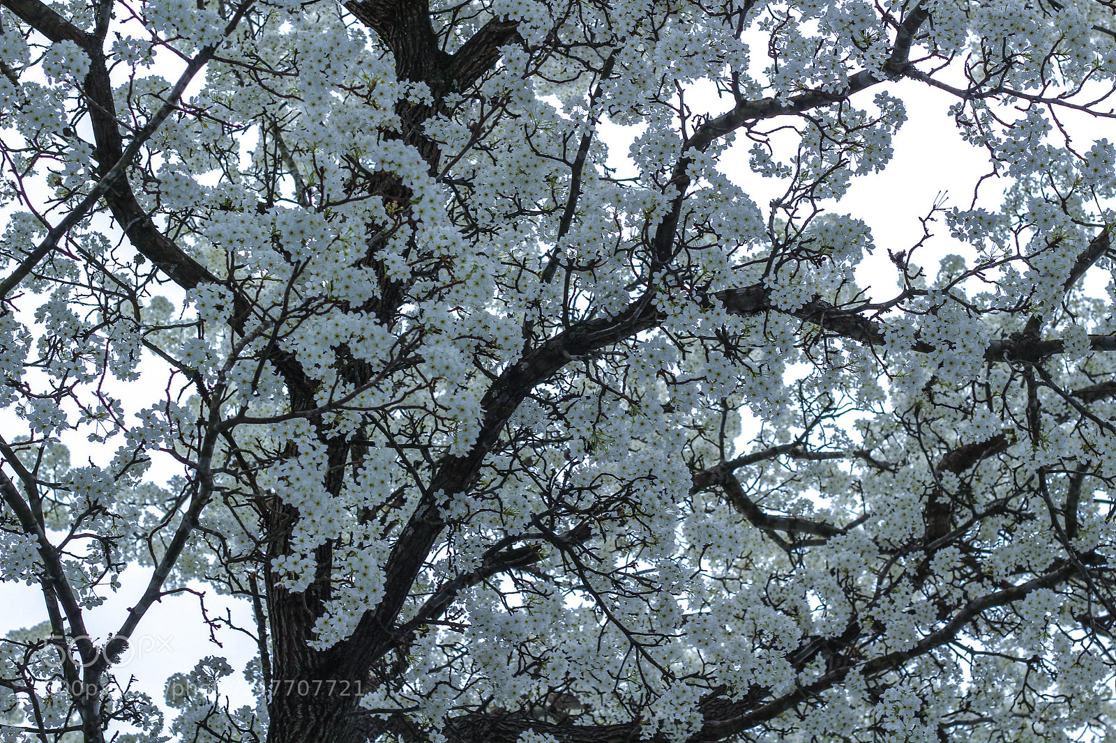 Canon EOS 100D (EOS Rebel SL1 / EOS Kiss X7) sample photo. Tree photo photography