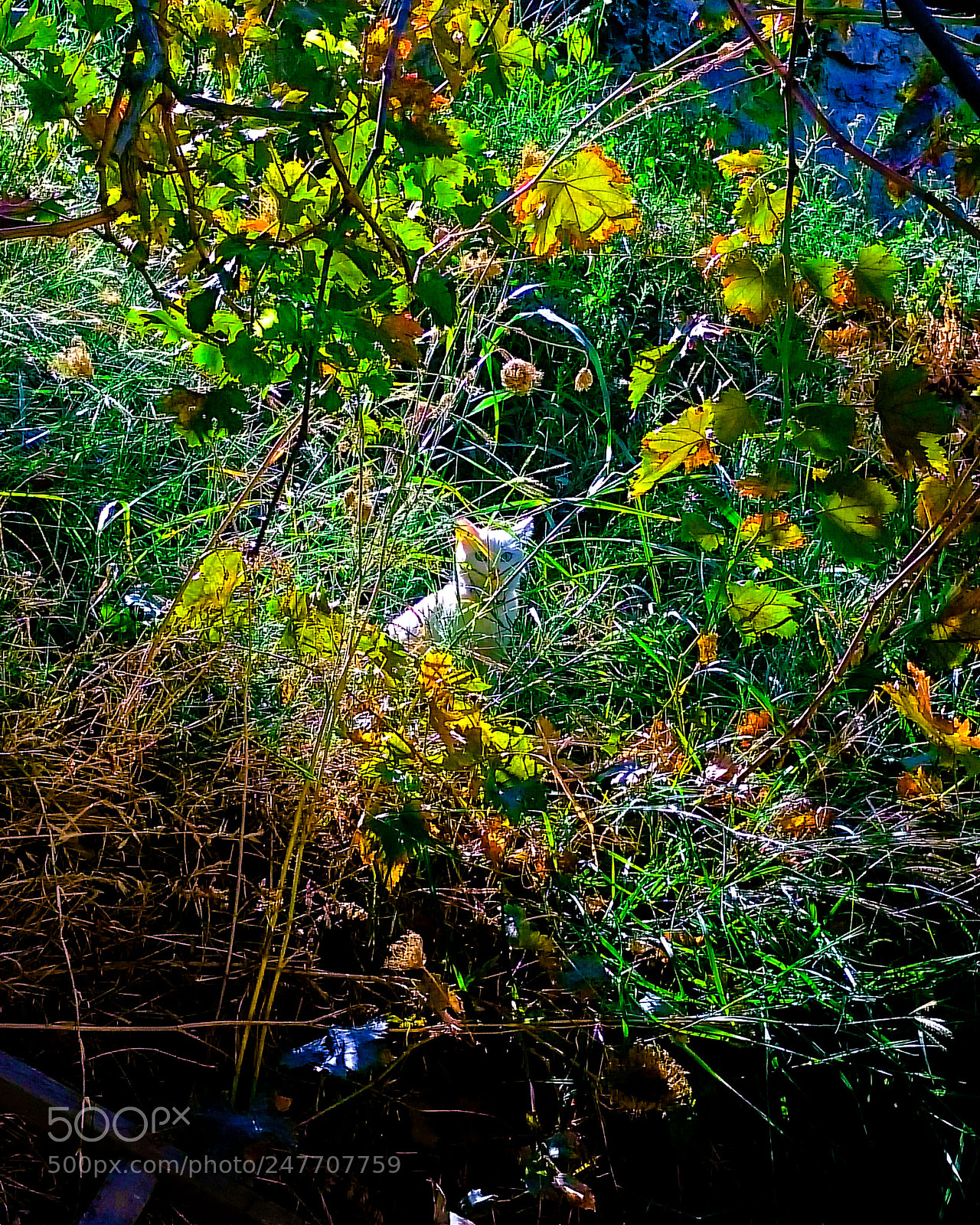 Sony Xperia Z2 sample photo. C photography