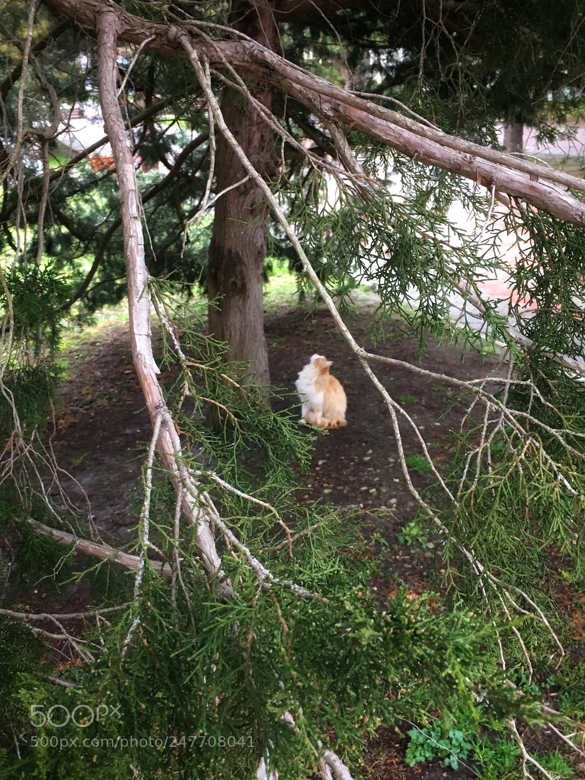 Apple iPhone 6s Plus sample photo. Tiger on a hunt photography