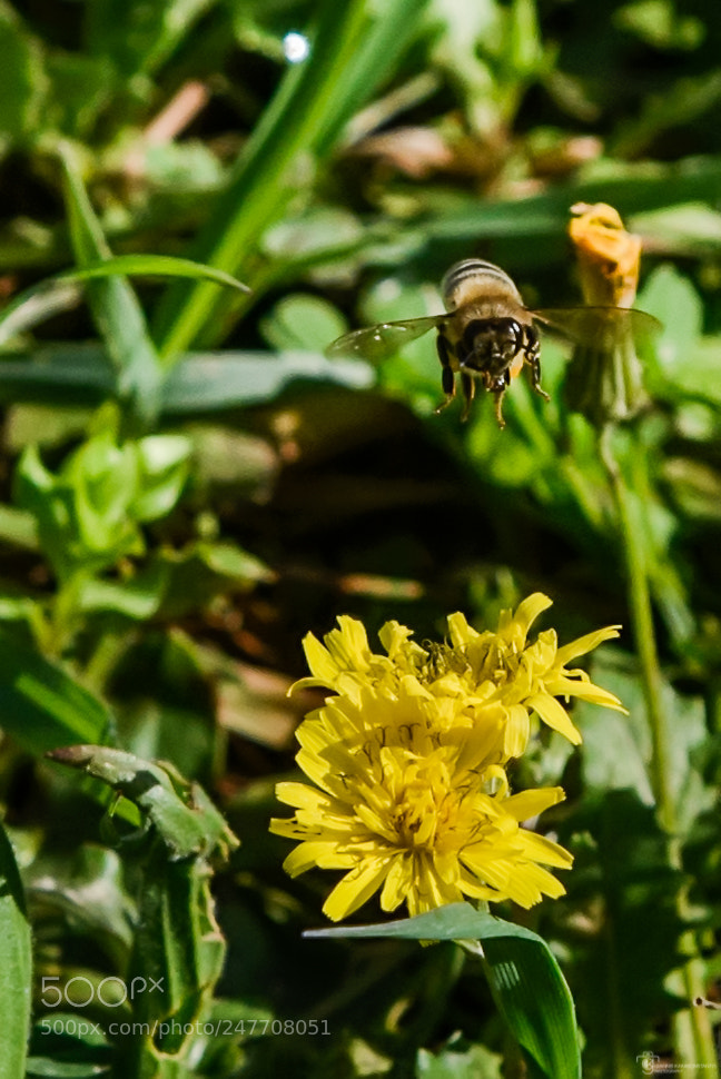 Nikon D610 sample photo. Flight photography