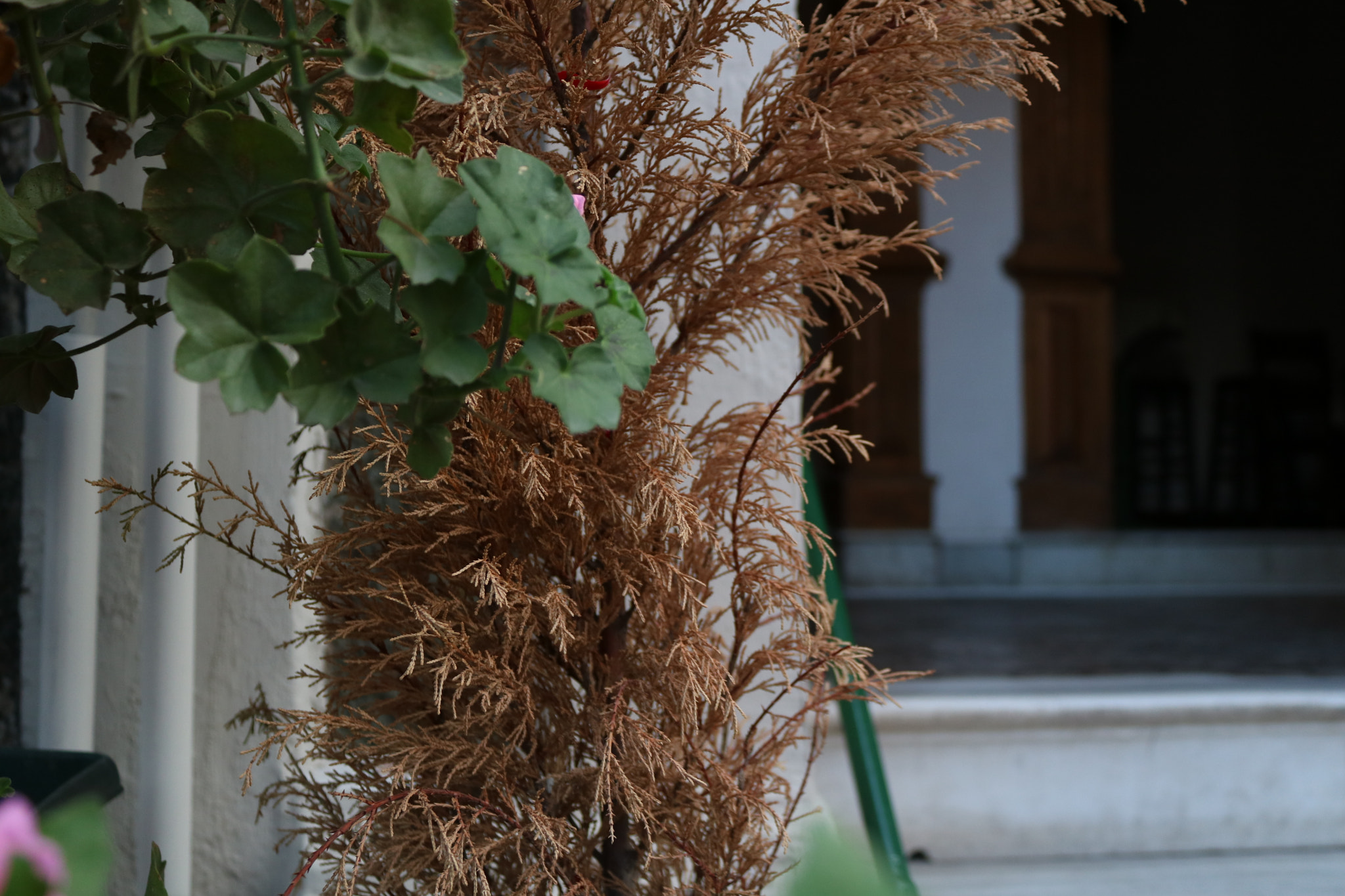 Canon EOS 750D (EOS Rebel T6i / EOS Kiss X8i) sample photo. Img photography