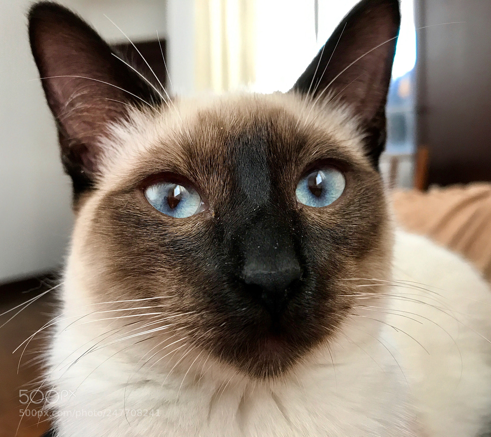 Apple iPhone 7 sample photo. Untitled photography