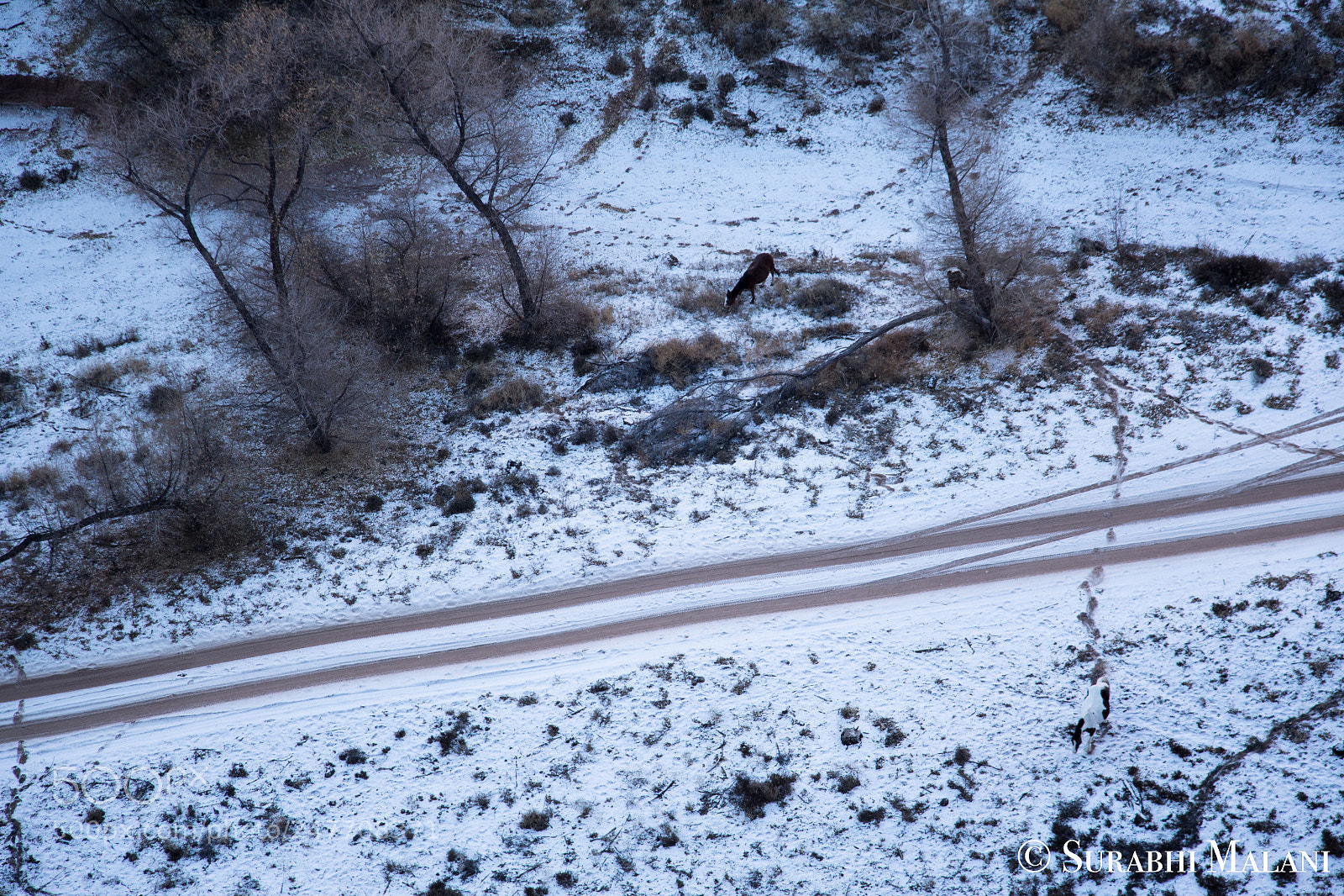 Canon EOS 700D (EOS Rebel T5i / EOS Kiss X7i) sample photo. Snowy day photography