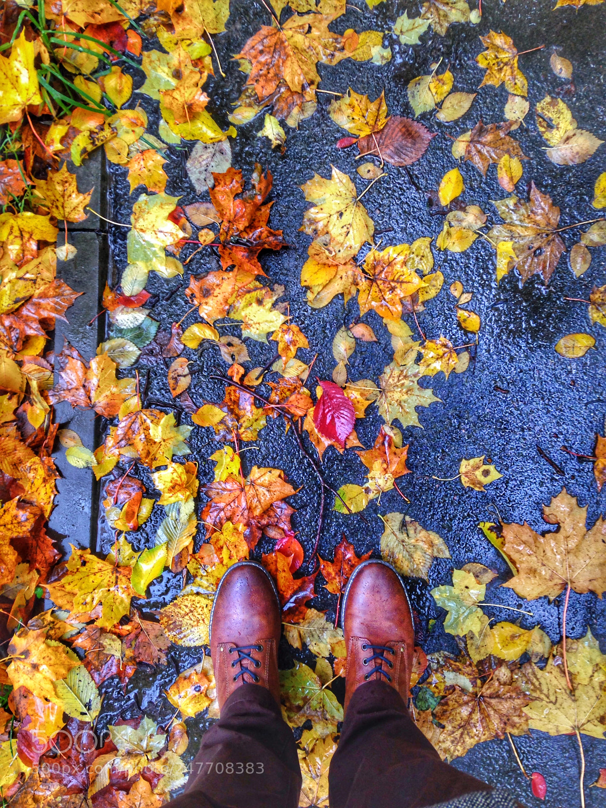 Apple iPhone 5c sample photo. Colors of autumn. Немного осень photography